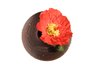 The Icelandic poppy does not transplant well but easily grows from seed.