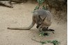 Foraging for food