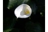 Calla lilies have smooth white flowers on firm stems.