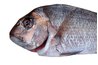 Snapper fish are a common edible, saltwater fish.