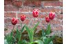 Tulips offer early spring blooms near retaining walls.