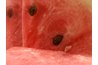 A watermelon seed can grow into a new watermelon.