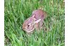 This bunny gets energy from the grass it eats, which got its energy from the sun.
