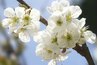 Cherry blossom in Virginia