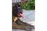 Thirst increases in dogs with Cushing's disease.
