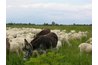 Farmers often introduce donkeys into sheep herds to protect the livestock from predators.