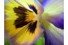 Pansies have a long blooming season.