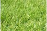 Grass clippings provide nitrogen to Florida lawns.
