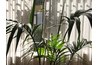 The areca palm is a perfect indoor plant for the Las Vegas area.