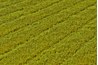 Cut grass