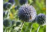 The Globe Thistle is a unique flower.