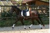 Advanced horses learn how to move with tack.