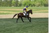 At the canter, one front leg always seems to stretch out further than the other.