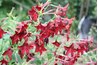 Nicotiana blooms.