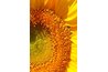 Native Americans used the hulls of sunflower seeds to make purple dye.