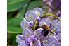Virginia is known for its many varieties of flowering trees and bushes.