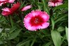 Dianthus excels when planted within a retaining wall.
