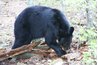 Black bears are plentiful in the Catskill Mountains.