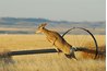 Deer fluids, fur and manure can cause allergies.