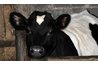 Animal manure is a good soil amendment.