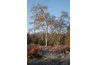 Birches often have multiple trunks.