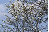 The roots of the magnolia will spread as wide as the crown.