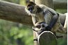 Spider monkeys can swing by their tails.