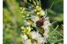 Stethorus beetles are dark-colored beetles that feed on spider mites.