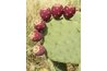 All cacti produce edible fruit.