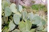 The cactus is one of the desert's most famous thorny plants.