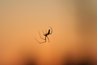 Black widow spiders are most commonly shiny black in color.