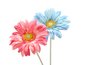 Gerbera daisies.