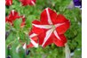 Some petunias are more than one color.