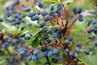Mahonia shrubs have excellent landscape value.