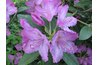 Rhododendron flowers can be found in a variety of colors and shades.