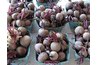 Small and large beets both work well for roasting.