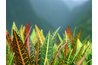 Crotons need bright light to retain leaves.