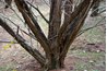 The trunk is the supply and return, and the limbs are the ducts run to each room.
