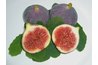 Syrians eat figs raw and use them in many desserts.
