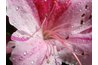 Swamp azalea flowers have a clove-like fragrance.