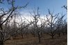 Make two to three dormant spray applications during the dormant season.