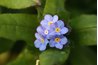 Forget me nots send a message of true love and memories.