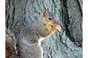 Squirrels love to eat acorns.