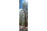 Giant sequoias are the largest things to ever live on earth.