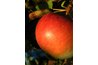 Share a Bible story about fruit while children go bobbing for apples.