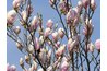 Saucer magnolias bloom before the leaves appear