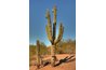 Giant saguaro eventually becomes a huge plant, but it makes an interesting houseplant while young.