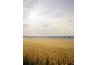 Improve farmland.