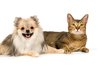 Household pets may be sensitive to ultrasonic repellents.