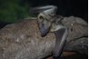 The Daintree Rainforest is home to 34 bat species.